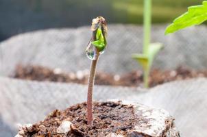 baby cannabis seedling sprout in jiffy peat pellet with drop of water clear on top close up photo