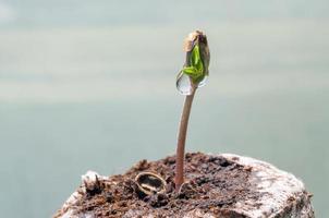 bebé canabis planta de semillero brote en instante turba bolita con soltar de agua claro en parte superior cerca arriba foto