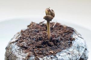 marijuana seed on peat pellet for sprouting on white porcelain plate close up photo