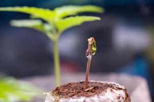 bebé canabis planta de semillero brote en instante turba bolita con soltar de agua claro en parte superior cerca arriba foto