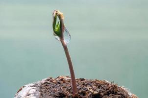 baby cannabis seedling sprout in jiffy peat pellet with drop of water clear on top close up photo