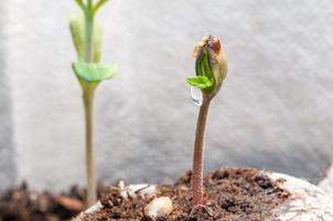 baby cannabis seedling sprout in jiffy peat pellet with drop of water clear on top close up photo