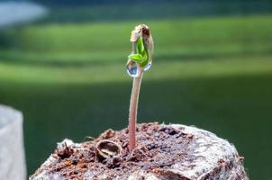 baby cannabis seedling sprout in jiffy peat pellet with drop of water clear on top close up photo