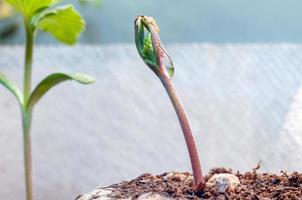 bebé canabis planta de semillero brote en instante turba bolita con soltar de agua claro en parte superior cerca arriba foto