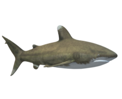 requin sur une transparent Contexte png