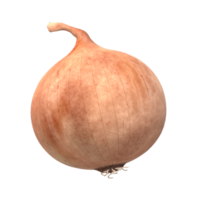 Onion isolated on a Transparent Background png