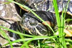 Cute painted turtle photo