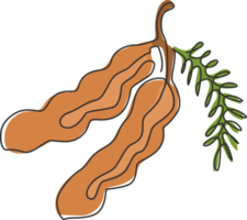 Single continuous line drawing of whole healthy organic tamarind for orchard logo identity. Fresh fruitage concept for fruit garden icon. Modern one line draw graphic design vector illustration png