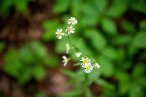 Monte Sano State Park photo