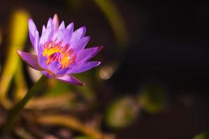 de cerca foto de el Fresco púrpura loto flor en oscuro antecedentes.