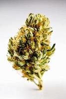 A High-Resolution Photograph of a Marijuana Sativa Bud on a White Background photo