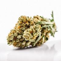 A High-Resolution Photograph of a Marijuana Sativa Bud on a White Background photo