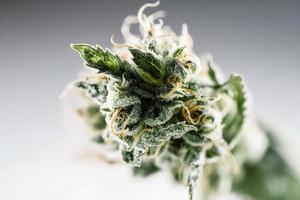 A High-Resolution Photograph of a Marijuana Sativa Bud on a White Background photo