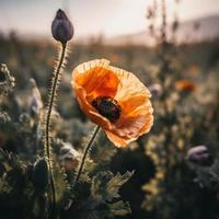 Polly Flower in the Wild Captivating Photography of a Beautiful and Rare Blossom photo