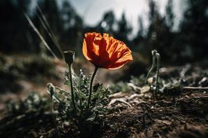 Polly Flower in the Wild Captivating Photography of a Beautiful and Rare Blossom photo