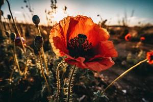 Polly Flower in the Wild Captivating Photography of a Beautiful and Rare Blossom photo