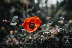 Polly Flower in the Wild Captivating Photography of a Beautiful and Rare Blossom photo