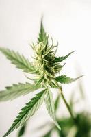 A High-Resolution Photograph of a Marijuana Sativa Bud on a White Background photo