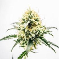 un alta resolución fotografía de un marijuana sativa brote en un blanco antecedentes foto