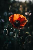 polly flor en el salvaje cautivador fotografía de un hermosa y raro florecer foto