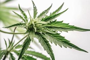 A High-Resolution Photograph of a Marijuana Sativa Bud on a White Background photo