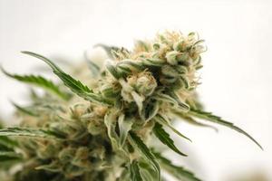 un alta resolución fotografía de un marijuana sativa brote en un blanco antecedentes foto