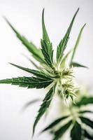 A High-Resolution Photograph of a Marijuana Sativa Bud on a White Background photo