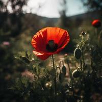 Polly Flower in the Wild Captivating Photography of a Beautiful and Rare Blossom photo