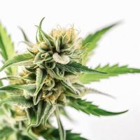 A High-Resolution Photograph of a Marijuana Sativa Bud on a White Background photo