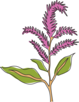 Single One Line Drawing of Beauty Fresh Amaranthus für Gartenlogo. dekoratives Amaranthblumenkonzept für den Hauptwanddekor-Kunstplakatdruck. moderne durchgehende Linie zeichnen Design-Vektor-Illustration png