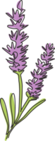 een doorlopende lijntekening schoonheid verse lavandula voor thuis muur decor art poster print. afdrukbaar decoratief lavendelbloemconcept voor groen park. moderne enkele lijn tekenen ontwerp vectorillustratie png