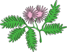 Single one line drawing of beauty fresh mimosa pudica for garden logo. Decorative of action plant concept for home wall decor art poster print. Modern continuous line draw design vector illustration png