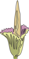 enda kontinuerlig linjeteckning av skönhet färsk amorphophallus titanum för hemväggdekor affischtryck. dekorativ titan arum blomma för nationalparken. moderna en rad rita design vektorillustration png