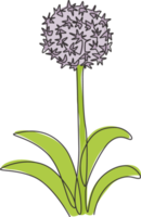 dibujo de una sola línea de belleza Allium giganteum fresco para el logotipo del jardín. Decorativo concepto de flor de cebolla gigante decoración para el hogar impresión de póster de arte de pared. Ilustración de vector de diseño de dibujo de línea continua moderna png