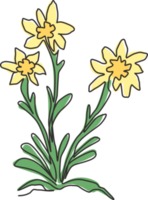 Una belleza de dibujo de línea continua y una planta exótica de leontopodium para la decoración de la pared del hogar. flor de edelweiss decorativa para el logotipo del parque nacional. Ilustración de vector de diseño de dibujo de una sola línea png