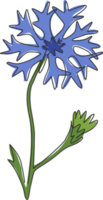 Un dibujo de línea continua de Beauty Fresh Centaurea Cyanus para decoración del hogar Impresión de póster de arte de pared. concepto de aciano decorativo para tarjeta de invitación. Ilustración de vector de diseño de dibujo de línea única de moda png