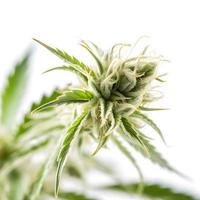 A High-Resolution Photograph of a Marijuana Sativa Bud on a White Background photo