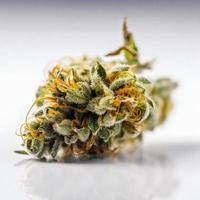 A High-Resolution Photograph of a Marijuana Sativa Bud on a White Background photo