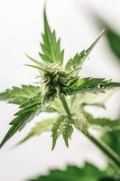 A High-Resolution Photograph of a Marijuana Sativa Bud on a White Background photo