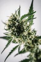 un alta resolución fotografía de un marijuana sativa brote en un blanco antecedentes foto