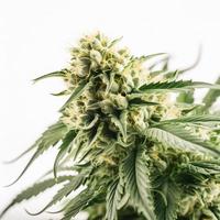un alta resolución fotografía de un marijuana sativa brote en un blanco antecedentes foto