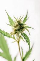 A High-Resolution Photograph of a Marijuana Sativa Bud on a White Background photo