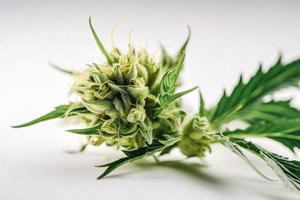 A High-Resolution Photograph of a Marijuana Sativa Bud on a White Background photo