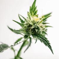 un alta resolución fotografía de un marijuana sativa brote en un blanco antecedentes foto