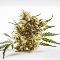 A High-Resolution Photograph of a Marijuana Sativa Bud on a White Background photo