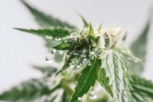 A High-Resolution Photograph of a Marijuana Sativa Bud on a White Background photo