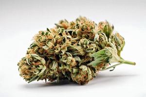 A High-Resolution Photograph of a Marijuana Sativa Bud on a White Background photo