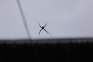 a spider perched on its web with a sky background photo