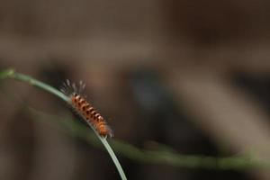 Caterpillar with a blurred background photo