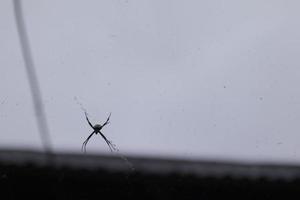 a spider perched on its web with a sky background photo